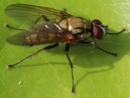 Réf. 316 111 : Hydrophoria lancifer
